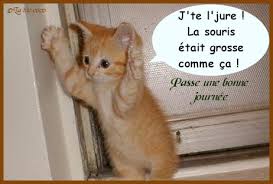 Coffret de Noël pour chat