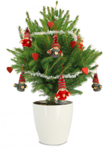 Le mini sapin choupinou avec le pot rouge et décoration hors frais d'envoi