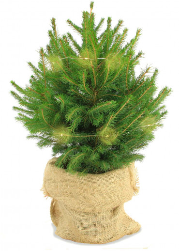 Le mini sapin en toile de jute sans décoration avec frais d'envoi