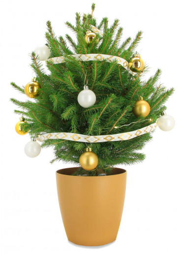Le mini sapin traditionnel pot doré et décoration avec frais d'envoi
