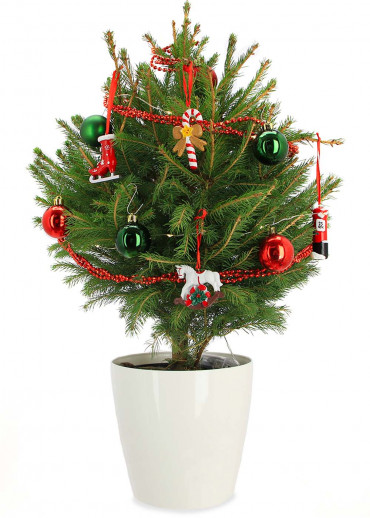 Le mini sapin l'authentique pot rouge et décoration avec frais d'envoi