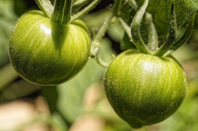 Tomates rondes vertes confiture