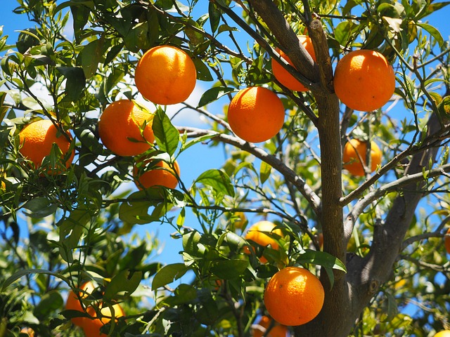 Orange feuille