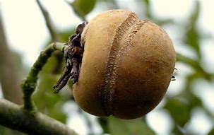 Pomme patte de loup