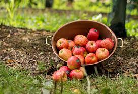 Caisse de pomme BIO de 13kg