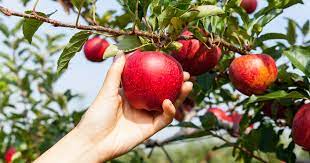 Caisse de pomme BIO de 13kg