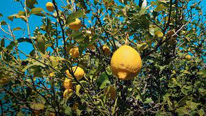 Citrons jaune 100% naturels caisse de 7.5 kg mi Nov/fin avril