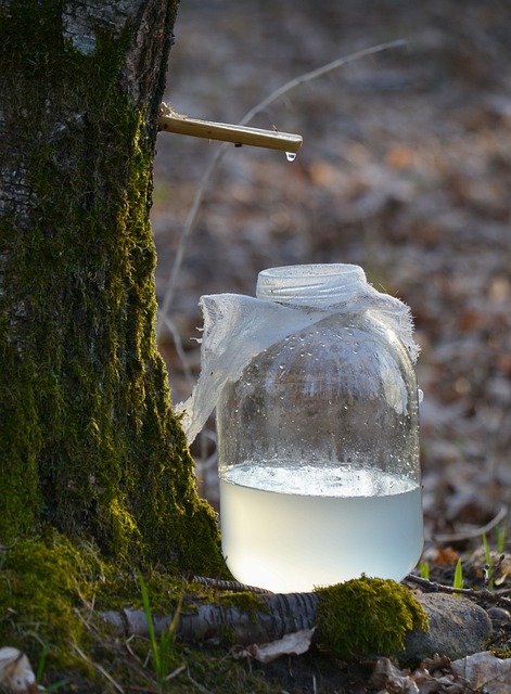 Sève de bouleau d'Ardèche