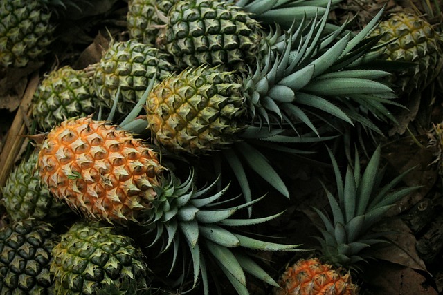 Ananas victoria Philibon pce
