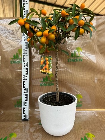 Cache pot sans Kumquat 26.00€