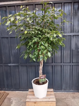 Ficus Benjamina 120 cm sans cache pot