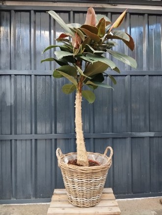 Ficus elastica sans cache pot 130 cm 57.40€