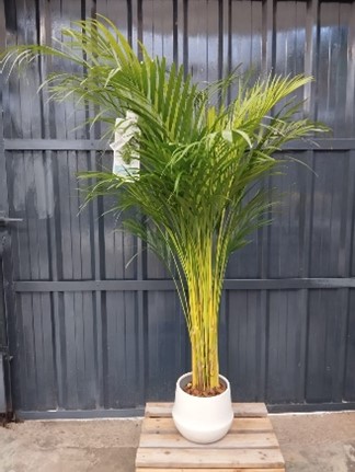 Areca Dypsis sans cache pot 110 cm 38.50€