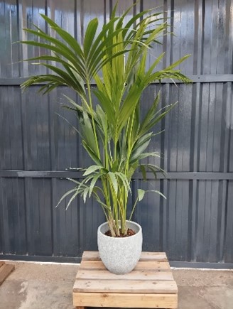 Kentia sans cache pot 130 cm 54.60€