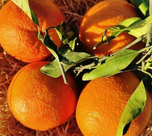 Oranges feuilles KG