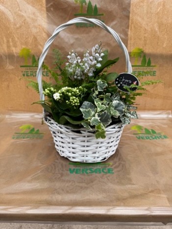 4 Griffes+ Plante Fleurie+ Plantes Vertes