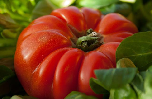 Tomates plein champs Kg
