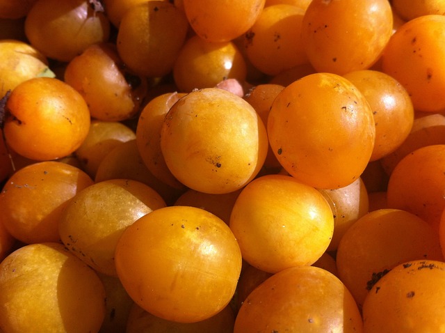 Prune TC Sun Kg