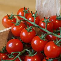 Tomate cocktail Kg