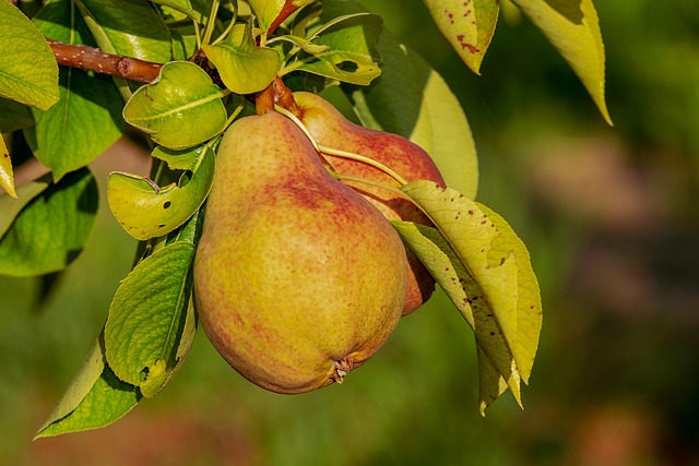 Poire Louisebonne Kg