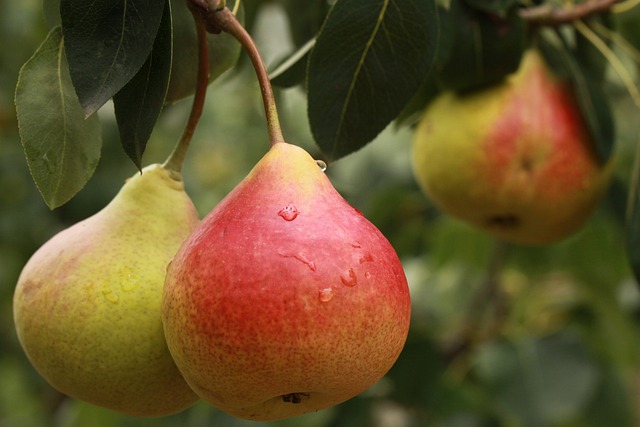 Poire Guyot Kg