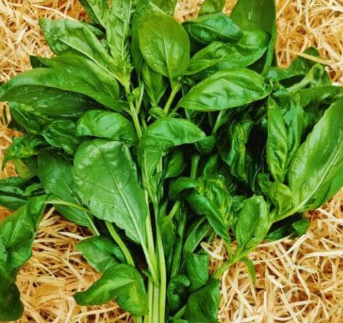 Basilic botte