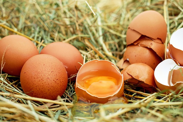 Boîte 6 oeufs bios