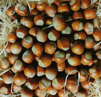Noisettes fraiches