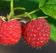 La barquette de framboise de 125g