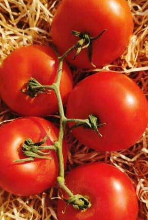 5 Kg tomate grappe