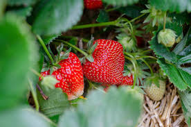 Fraise Dream 500g