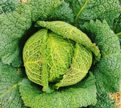 Chou vert frisé 1pce