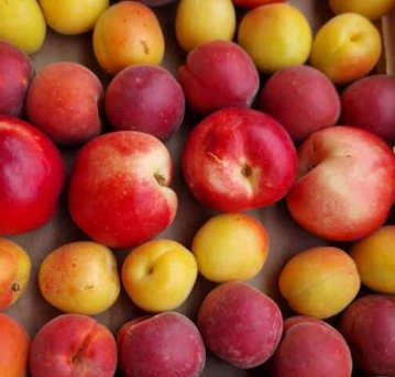 Plateau de pêches/nectarines 3 Kg