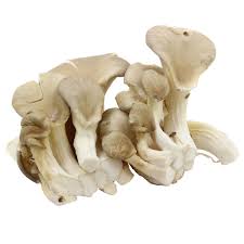 Barquette Pleurotes 250g