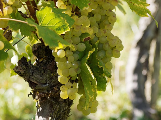 Raisin Chasselas Kg