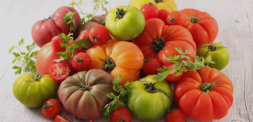 Tomate Kg (selon récolte)