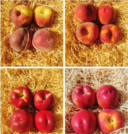 Mixte pêche nectarine