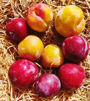 Prunes  600g