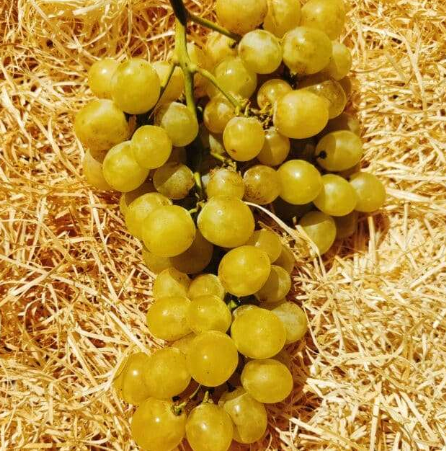 Caisse raisin 3 Kg (muscat, ruby, italia blanc)