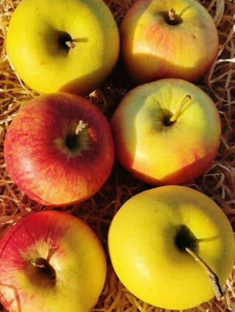 Pommes canada Kg
