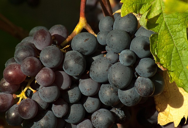 Caissette raisin Muscat 3 Kg