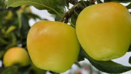 Sac pomme Altess 5 Kg
