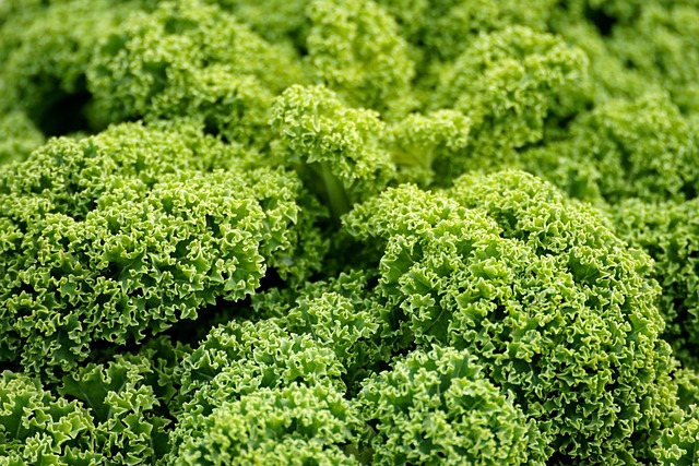 Chou Kale Kg