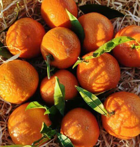 5 Kg de clémentines