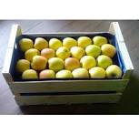 La caisse de 7.5 kg de Golden