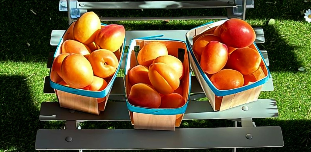Abricots Wondercot les 700g