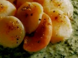 Noix de saint-jacques à la crème de persil