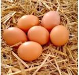 Oeufs BIO la boite de 6