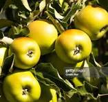 Pommes Golden 500g
