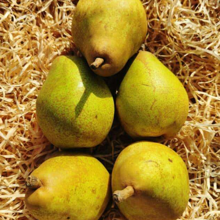 Poire Guyot 500g